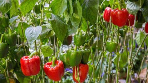 Huerto urbano Así puedes cultivar pimiento morrón en una maceta este