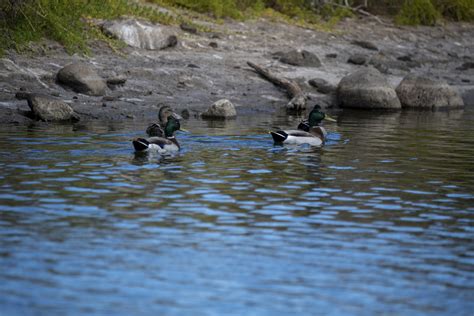 Three Ducks Swimming In A Pond Free Stock Photo - Public Domain Pictures