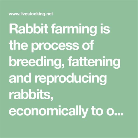 A Beginner's Guide to Rabbit Farming | Rabbit hutch plans, Rabbit ...