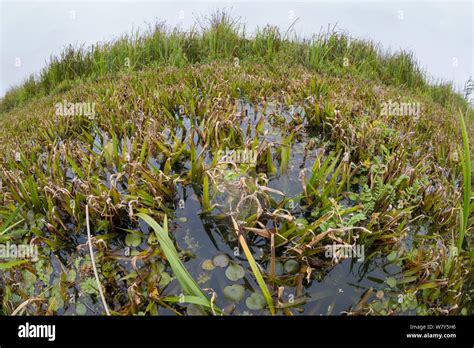 Habitat of the Fen raft spider / Great raft spider (Dolomedes plantarius) Norfolk Broads, UK ...