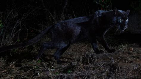 Rare Black Leopard Caught On Camera For First Time In 100 Years Good