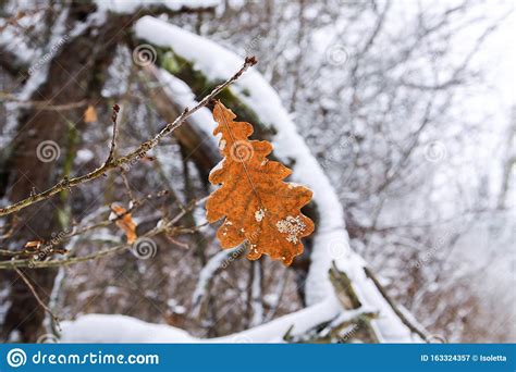 Oak Leaves In Snow In Winter Forest Stock Image Image Of Frosty Cold