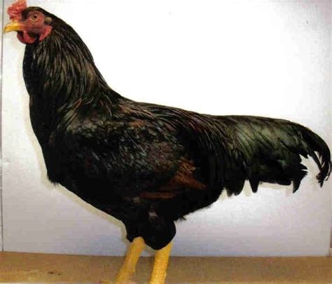 Cornish chicken - Alchetron, The Free Social Encyclopedia