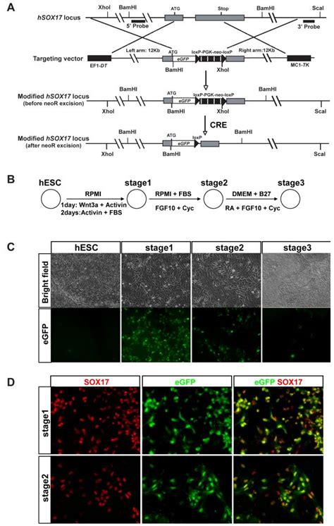 Targeting SOX17 in human embryonic stem cells creates unique strategies ... 