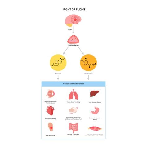 Activation Of The Stress System Royalty Free Vector Image