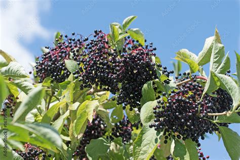 Holunderbeeren Schwarzer Holunder Sambucus Nigra Stock Photo Adobe