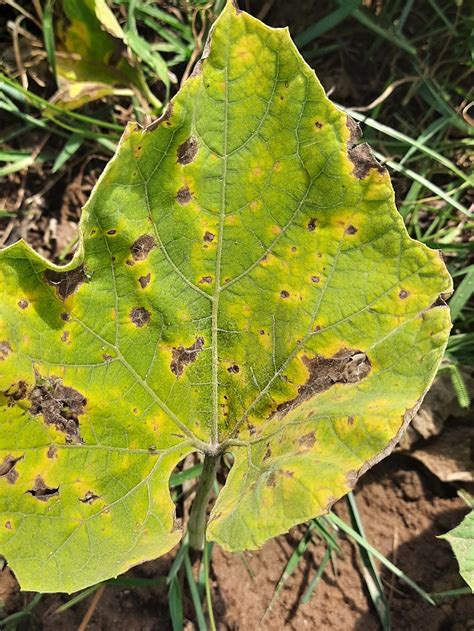 Bottle Gourd Disease For Identification Researchgate