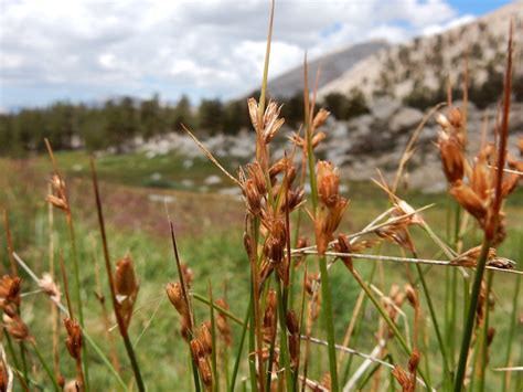 Rushes