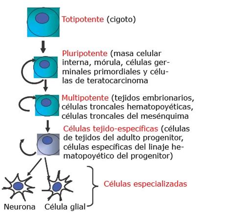 Qué son las células troncales Ciber Genética