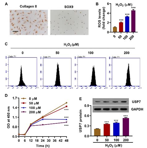 Figure 1 From Usp7 Inhibition Alleviates H2o2 Induced Injury In