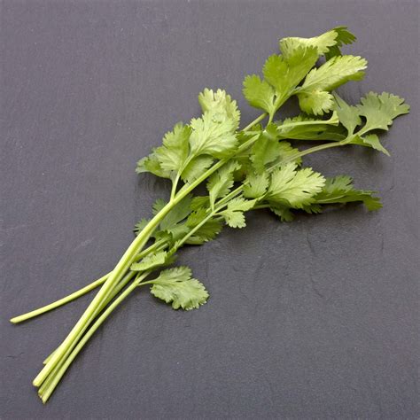 Coriander | Definition, History, Uses, Seeds, Leaves, & Facts | Britannica