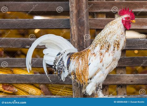 Coq Dans La Ferme Photo Stock Image Du Brun Ranch Rural