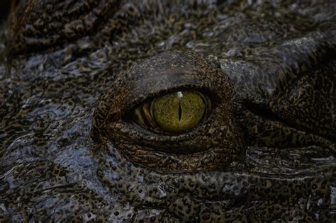 Premium Photo | Alligator eyes photographed close up