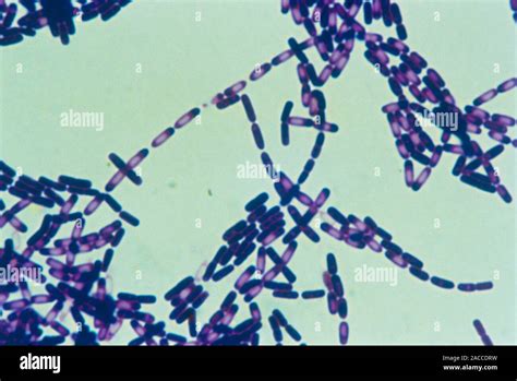 Light Micrograph Of A Colony Of Bacillus Subtilis The Hay Bacillus A