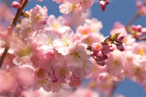 Sakura De Lente Bloem Gratis Foto Op Pixabay