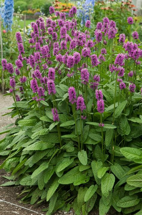 Stachys Hummelo Betony Kings Garden Center