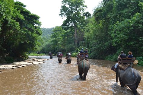 Best Places To See Wildlife In Indonesia The Planet Edit