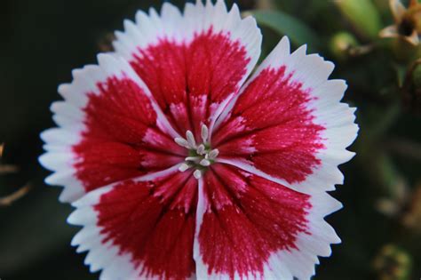 China Pink Flower Plant Free Photo On Pixabay Pixabay