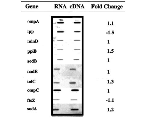 Slot Blot Analysis Of Selected Genes Total Rna And Synthesized Cdna