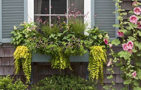 Plants Planter Box Ideas