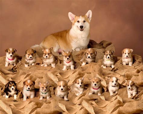 Proud corgi with her litter of 15 puppies! : r/corgi