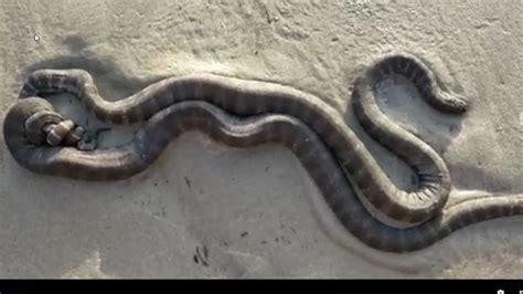 The Rare Mating Of Sea Snakes On Land Has Been Captured On Camera The