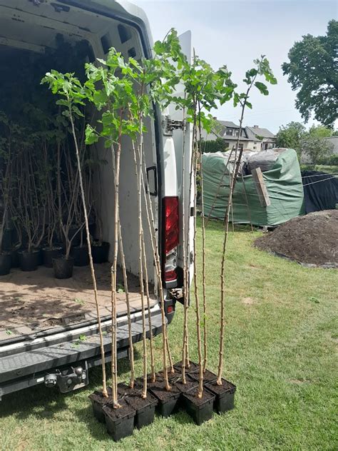 MORWA Czarna Szczepiona Na Pniu Pendula Sadzonki 200 Cm