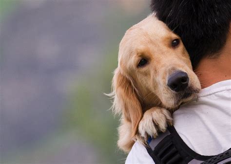 Sienten Los Perros Las Emociones Humanas