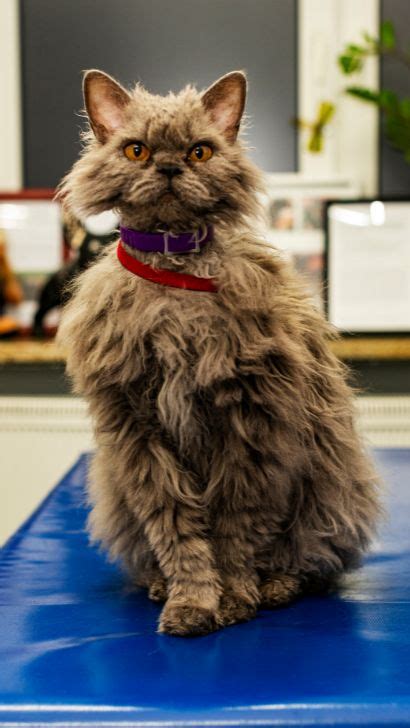 Selkirk Rex Cat: A Comprehensive Guide On This Majestic Cat Breed ...