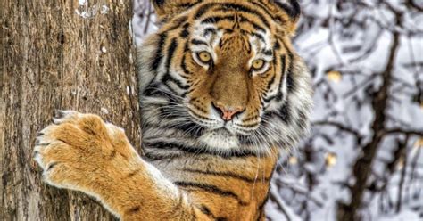 Como derechos de los animales casi destruyó el último de los tigres de