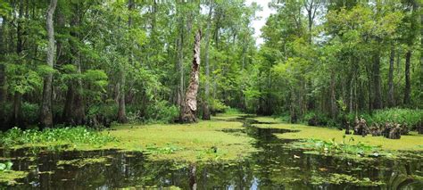 The Extraordinary Rainforests Of Louisiana