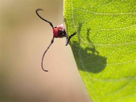 Insects and Bugs | Scholastic