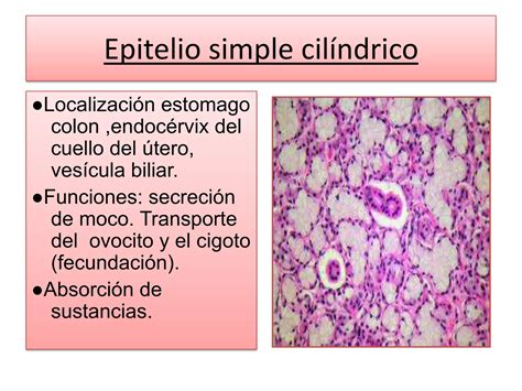 Diapositiva De Histologia Tejido Epitelial 1 Ppt