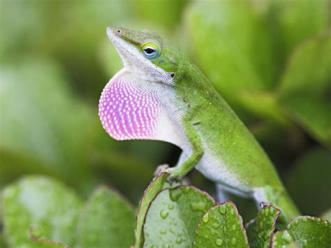 What Do Green Anoles Eat Why Does A Green Anole Turn Brown