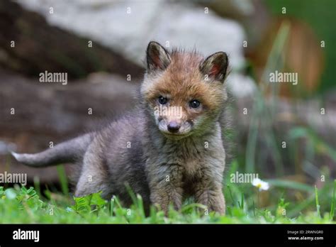 Red Fox Cubs Stock Photo Alamy