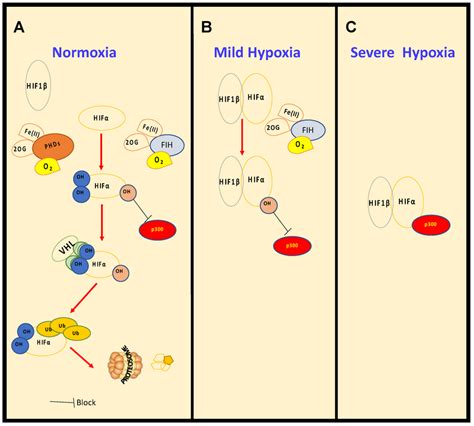 Regulation Of HIF Levels And Activity In Normoxia And Hypoxia Under