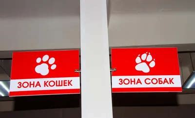 Баланопостит у собак фото - 75 картинок
