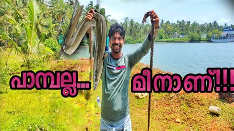 Kerala Fishing ഏറു ചൂണ്ടയിട്ട് നല്ല നാടൻ ആരലിനെ പിടിച്ചാലോ Youtube