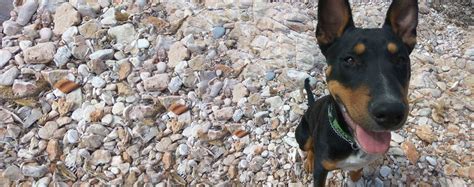 Rottbull Dog Breed Facts And Information Wag Dog Walking