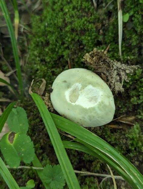 Green Cracking Russulas From Washington Township In Usa On September