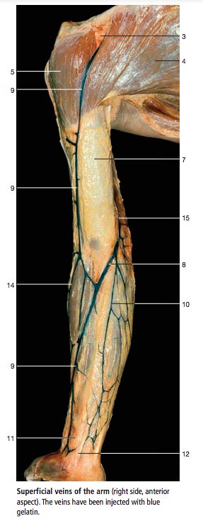 Arm Veins Superficial Diagram Quizlet