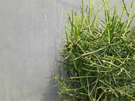 40 Milk Bush Pencil Tree Stock Photos Pictures And Royalty Free Images