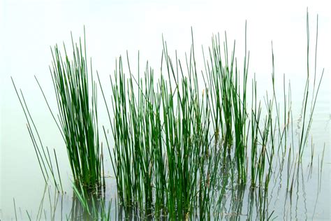 Grass In Water Annie Callahan