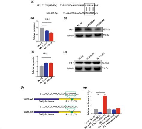 IRS1 Is A Target Of MiR 410 3P A The Matching Of MiR 410 3p With