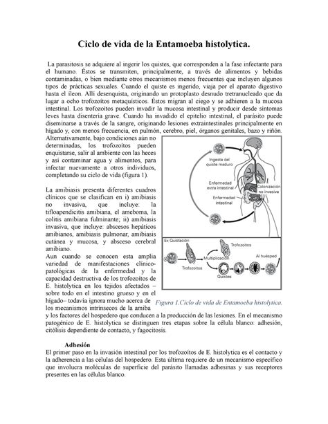 Ciclo De Vida De Entamoeba Histolytica