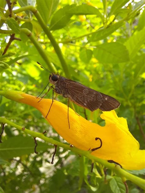 Species Of Moth On Yellow Flower Stock Image Image Of Plant