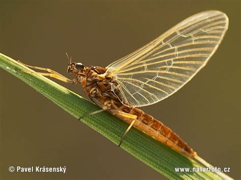 La Naturaleza La Ef Mera