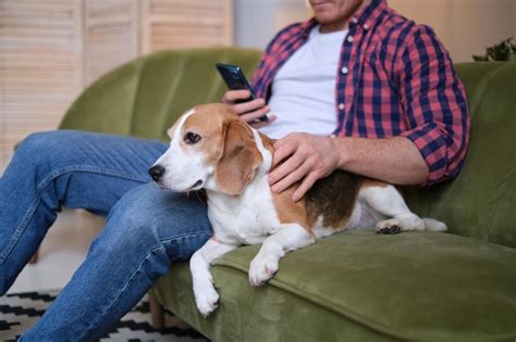 Relájese con su amigo de cuatro patas un hombre y su beagle