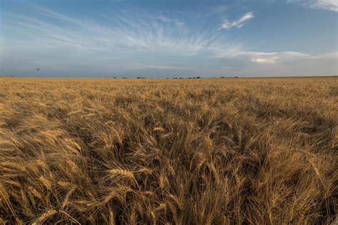 Evening By The Wheat Field Photograph By Scott Bean Fine Art America