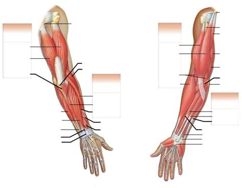 Muscles of Upper Limb Diagram | Quizlet